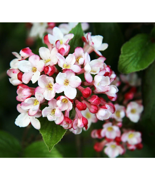 Duft-Schneeball 'Aurora' 3 Duft-Schneeball 'Aurora'