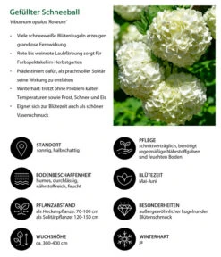 Gefüllter Schneeball 'Roseum' -Haus Pflanzen Welt 7536592 WE IG 001 GefuellterSchneeball