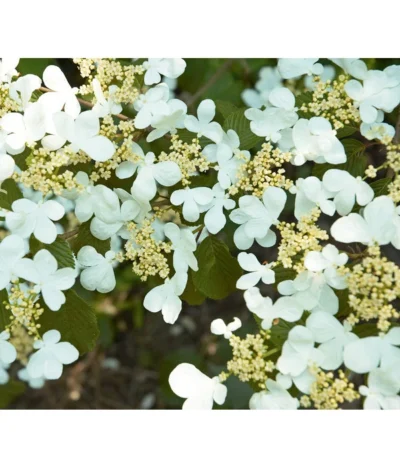 Japanischer Etagen-Schneeball 'Mariesii' -Haus Pflanzen Welt 7537194 BildD 001 JapanischerEtagenSchneeballMariesiiVibPlicatumMariesii