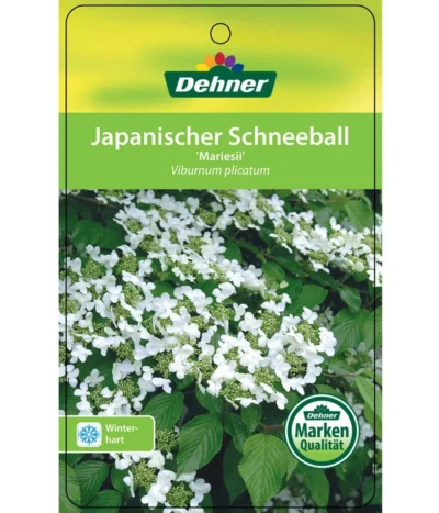Japanischer Etagen-Schneeball 'Mariesii' -Haus Pflanzen Welt 7537194 JapanischerSchneeballMariesii Etikett 1