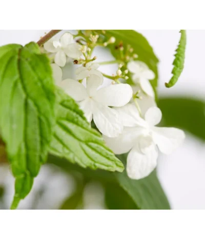 Japanischer Etagen-Schneeball 'Mariesii' -Haus Pflanzen Welt 7537194 WE DE 001 ViburnumPlicatumMariesiiSchneeball4LDehnerExpressZS