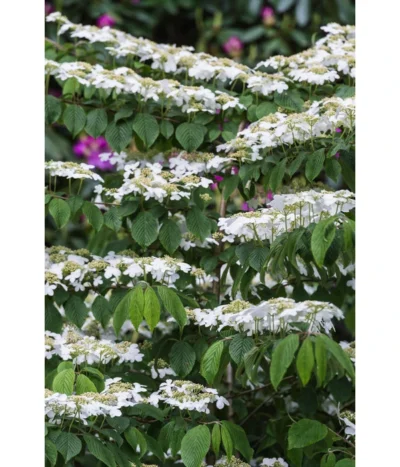 Japanischer Etagen-Schneeball 'Mariesii' -Haus Pflanzen Welt 7537236 PR DE 001 ViburnumPlicatumMariesiischneeball