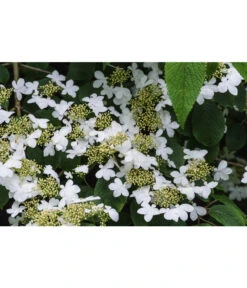 Japanischer Etagen-Schneeball 'Mariesii' -Haus Pflanzen Welt 7537236 PR DE 002 ViburnumPlicatumMariesiiSchneeball