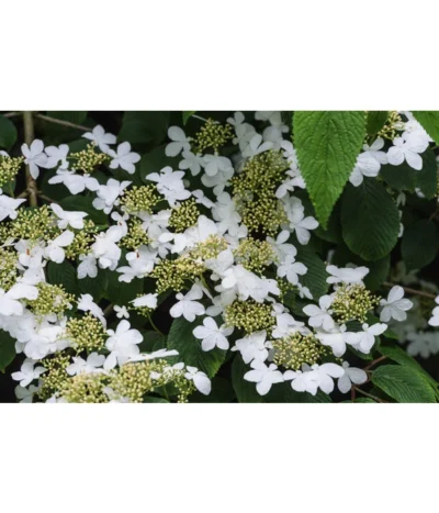 Japanischer Etagen-Schneeball 'Mariesii' -Haus Pflanzen Welt 7537236 PR DE 002 ViburnumPlicatumMariesiiSchneeball