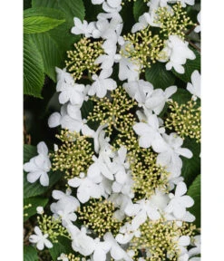 Japanischer Etagen-Schneeball 'Mariesii' -Haus Pflanzen Welt 7537236 PR DE 003 ViburnumPlicatumMariesiiSchneeball