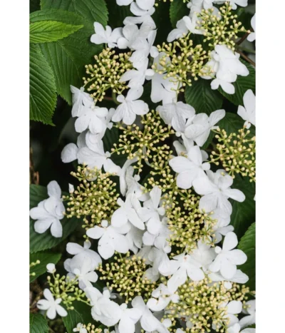 Japanischer Etagen-Schneeball 'Mariesii' -Haus Pflanzen Welt 7537236 PR DE 003 ViburnumPlicatumMariesiiSchneeball