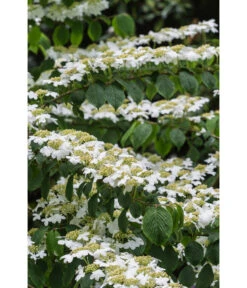 Japanischer Etagen-Schneeball 'Mariesii' -Haus Pflanzen Welt 7537236 PR DE 006 ViburnumPlicatumMariesiiSchneeball