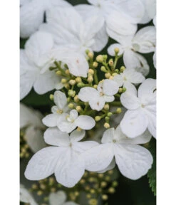 Japanischer Etagen-Schneeball 'Mariesii' -Haus Pflanzen Welt 7537236 PR DE 007 ViburnumPlicatumMariesiiSchneeball