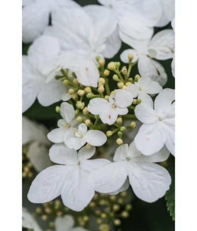 Japanischer Etagen-Schneeball 'Mariesii' -Haus Pflanzen Welt 7537236 PR DE 007 ViburnumPlicatumMariesiiSchneeball