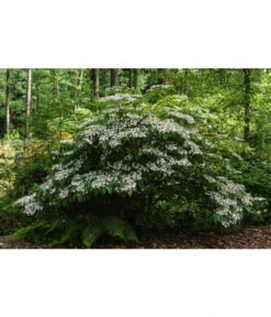 Japanischer Etagen-Schneeball 'Mariesii' -Haus Pflanzen Welt 7537236 PR MO 001 ViburnumPlicatumMariesiiSchneeball