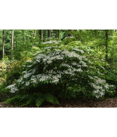 Japanischer Etagen-Schneeball 'Mariesii' -Haus Pflanzen Welt 7537236 PR MO 001 ViburnumPlicatumMariesiiSchneeball