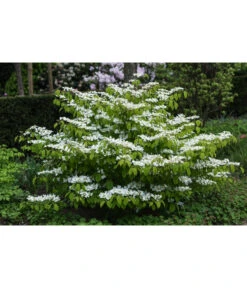 Japanischer Etagen-Schneeball 'Mariesii' -Haus Pflanzen Welt 7537236 PR MO 002 ViburnumPlicatumMariesiiSchneeball