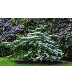 Japanischer Etagen-Schneeball 'Mariesii' -Haus Pflanzen Welt 7537236 PR MO 003 ViburnumPlicatumMariesiiSchneeball