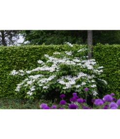 Japanischer Etagen-Schneeball 'Mariesii' -Haus Pflanzen Welt 7537236 PR MO 005 ViburnumPlicatumMariesiiSchneeball