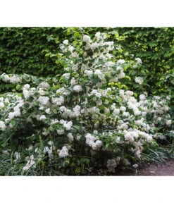 Japanischer Schneeball 'Grandiflorum' -Haus Pflanzen Welt 7537335 PR MO 001 ViburnumPlicatumGrandiflorumLucknerRet
