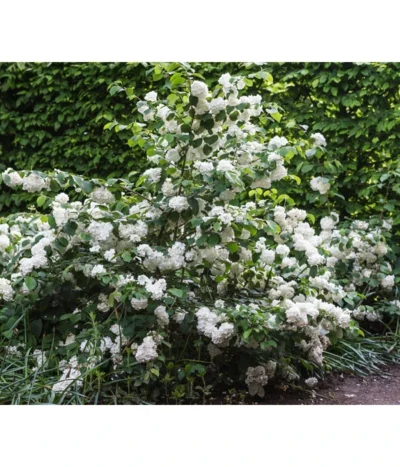 Japanischer Schneeball 'Grandiflorum' -Haus Pflanzen Welt 7537335 PR MO 001 ViburnumPlicatumGrandiflorumLucknerRet