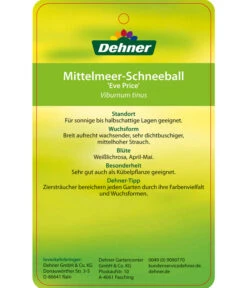 Mittelmeer-Schneeball, Stämmchen -Haus Pflanzen Welt 7539406 Mittelmeer SchneeballEvePrice Etikett 2
