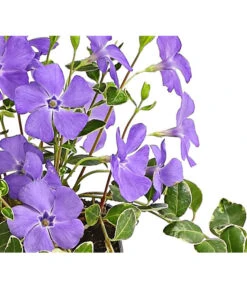 Immergrün 'Ralph Shugert' -Haus Pflanzen Welt 7539745 PR DE 001 VincaMinorRalphShugertImmergruen9CDehnerExpressHerzig