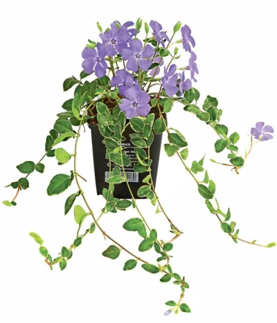 Immergrün 'Ralph Shugert'