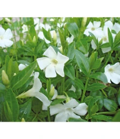 Weißes Immergrün 'Alba'