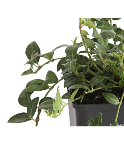 Weißes Immergrün 'Alba' -Haus Pflanzen Welt 7539885 PR DE 001 VincaImmergruenMinorWeiss9CDehnerExpressHerzig