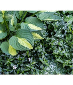 Weißes Immergrün 'Alba' -Haus Pflanzen Welt 7539885 PR MO 001 VincaImmergruenWeissSchattenbeetPrivatgartenLucknerMai2017