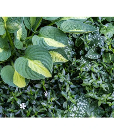 Weißes Immergrün 'Alba' -Haus Pflanzen Welt 7539885 PR MO 001 VincaImmergruenWeissSchattenbeetPrivatgartenLucknerMai2017