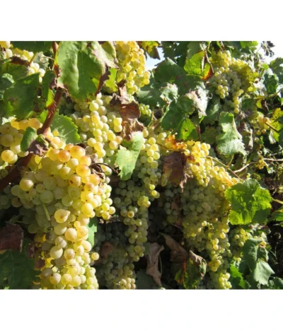 Dehner Gourmet Garten Tafeltraube 'Palatina' -Haus Pflanzen Welt 7540099 WE MO 001 GGWeinPalatinaPixabay