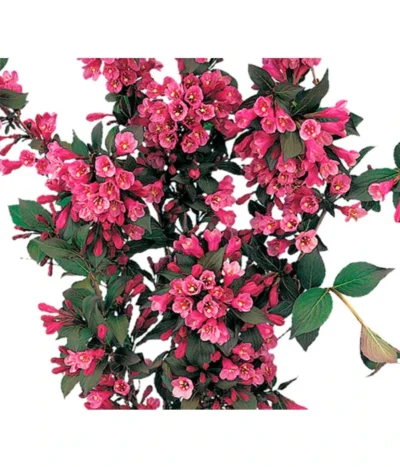 Weigelie 'Victoria'