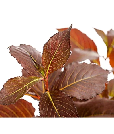 Weigelie 'Victoria' -Haus Pflanzen Welt 7541261 WE DE 001 WeigelieFloridaViktoria5LDehnerExpressHerzig