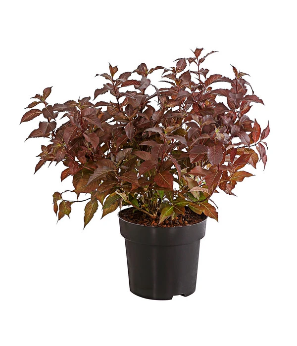 Weigelie 'Victoria' 4 Weigelie 'Victoria' – Bild 2