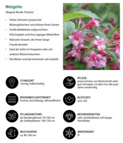 Weigelie 'Victoria' 8 Weigelie 'Victoria' -Haus Pflanzen Welt 7541261 WE IG 001 Weigelie