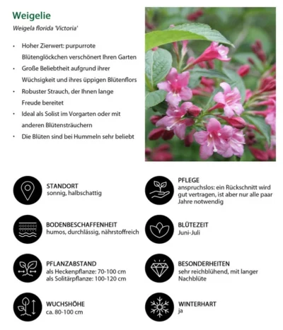 Weigelie 'Victoria' -Haus Pflanzen Welt 7541261 WE IG 001 Weigelie
