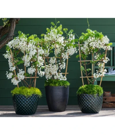 Dehner Keramik-Topf Elite -Haus Pflanzen Welt 7542905 8007429 6705461 WE MO 001 WisteriaWeiss