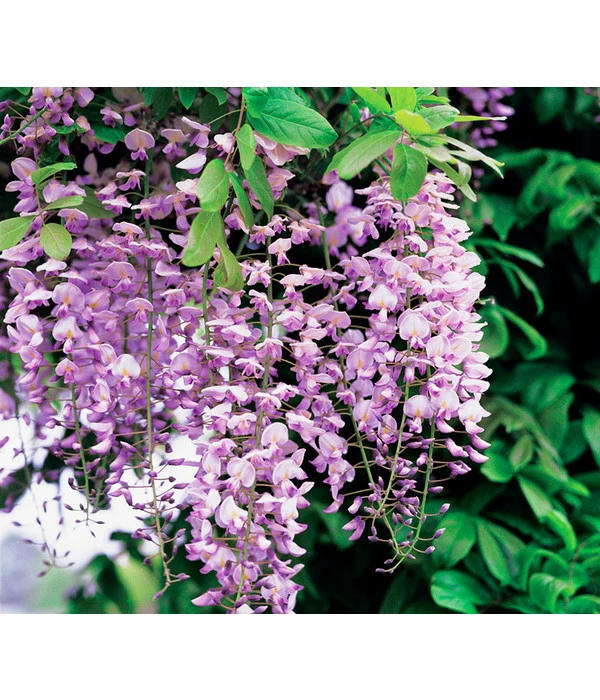 Chinesischer Blauregen - Wisterie, Rosa 4 Chinesischer Blauregen - Wisterie, Rosa – Bild 2