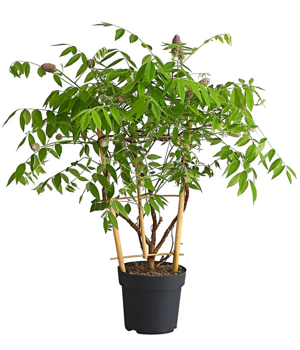 Dehner Blauregen 'Amethyst Falls'® 4 Dehner Blauregen 'Amethyst Falls'® – Bild 2