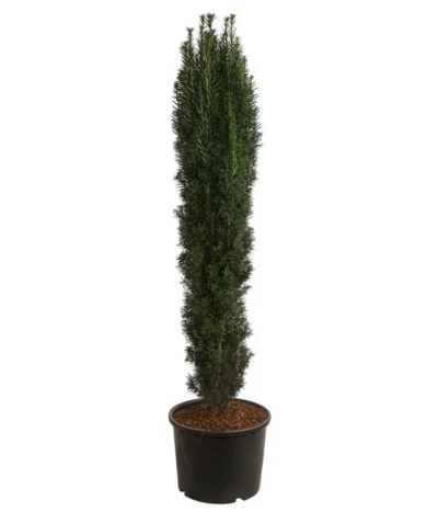 XXL Schmale Säuleneibe 'Fastigiata Robusta', Ca. 140-160 Cm