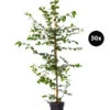 10 Meter Hainbuche, 50 X Ca. 125-150 Cm -Haus Pflanzen Welt 7548183 WE FS 002 HainbucheCarpinusBetulusHecke50x