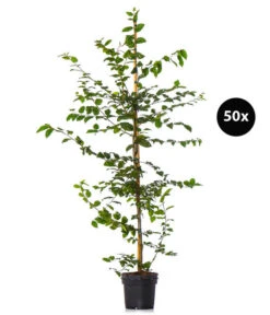 10 Meter Hainbuche, 50 X Ca. 125-150 Cm