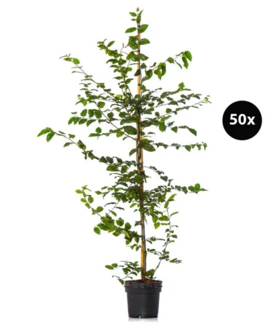 10 Meter Hainbuche, 50 X Ca. 125-150 Cm