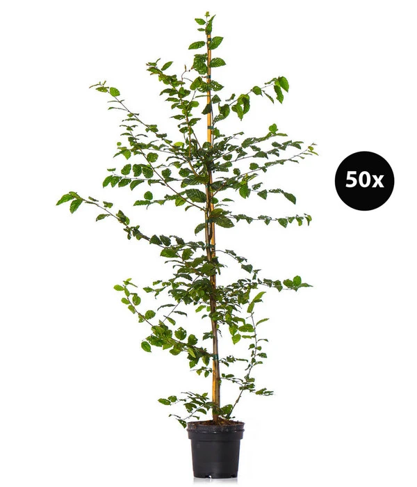 10 Meter Hainbuche, 50 X Ca. 125-150 Cm 3 10 Meter Hainbuche, 50 X Ca. 125-150 Cm