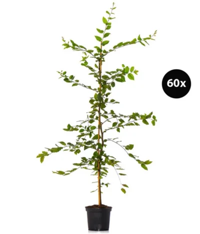 15 Meter Hainbuche, 60 X Ca. 150-175 Cm