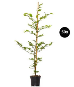 10 Meter Rotbuche, 50 X Ca. 100-125 Cm