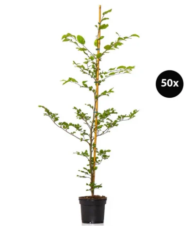 10 Meter Rotbuche, 50 X Ca. 100-125 Cm