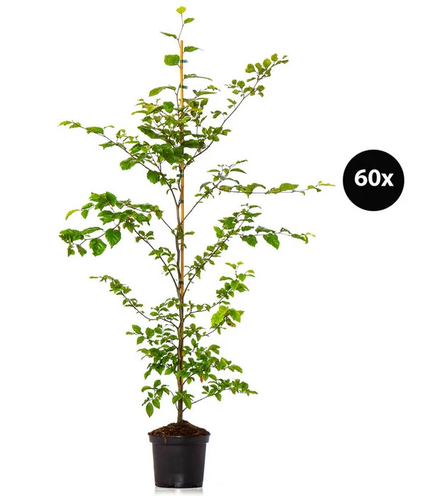 15 Meter Rotbuche, 60 X Ca. 125-150 Cm 3 15 Meter Rotbuche, 60 X Ca. 125-150 Cm