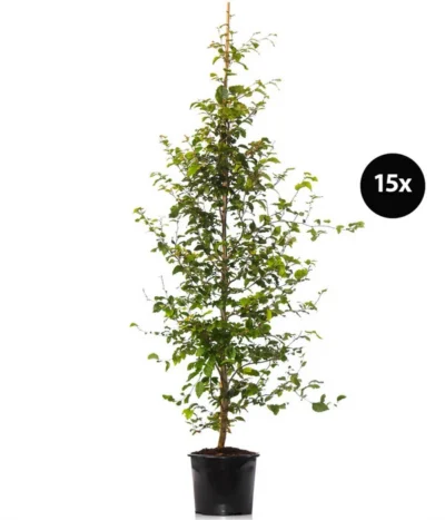 7,5 Meter Rotbuche, 15 X Ca. 175-200 Cm