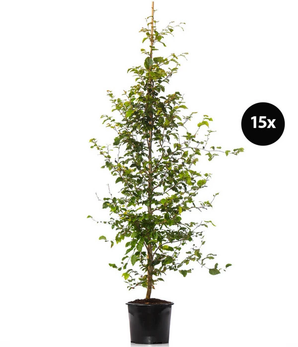 7,5 Meter Rotbuche, 15 X Ca. 175-200 Cm 3 7,5 Meter Rotbuche, 15 X Ca. 175-200 Cm