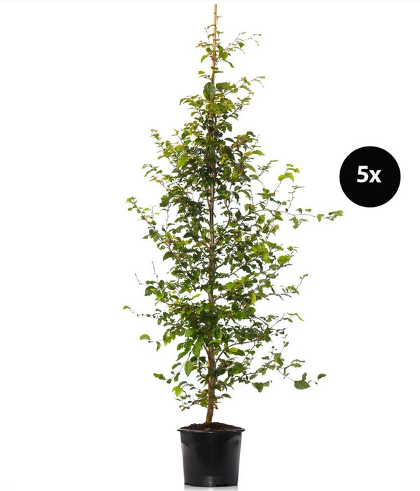 2,5 Meter Rotbuche, 5 X Ca. 175-200 Cm 3 2,5 Meter Rotbuche, 5 X Ca. 175-200 Cm