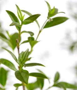 5 Meter Gemeiner Liguster, 15 X Ca. 100-150 Cm 7 5 Meter Gemeiner Liguster, 15 X Ca. 100-150 Cm -Haus Pflanzen Welt 7548373 7548373 7548399 7548407 7548415 7548423 WE DE 001 GemeinerLiguster