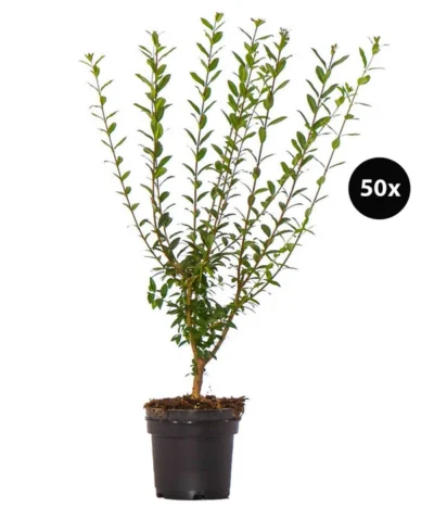 12,5 Meter Gemeiner Liguster, 50 X Ca. 60-100 Cm